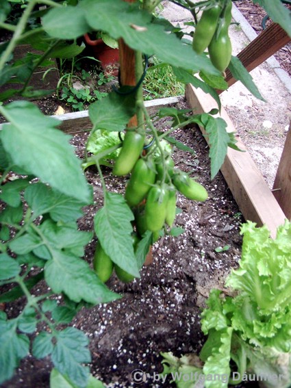 flaschentomate_20_7_1.JPG