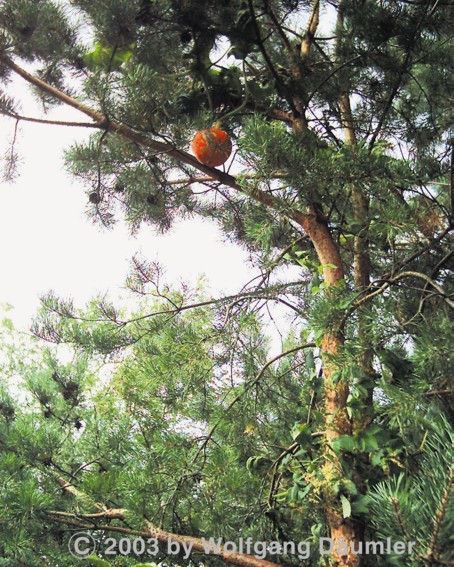 hokkaidobaum1.JPG