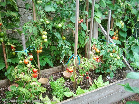 tomaten_30_5.JPG