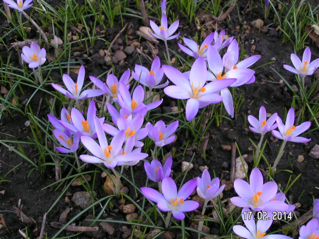 Krokusse Einfahrt nah.JPG