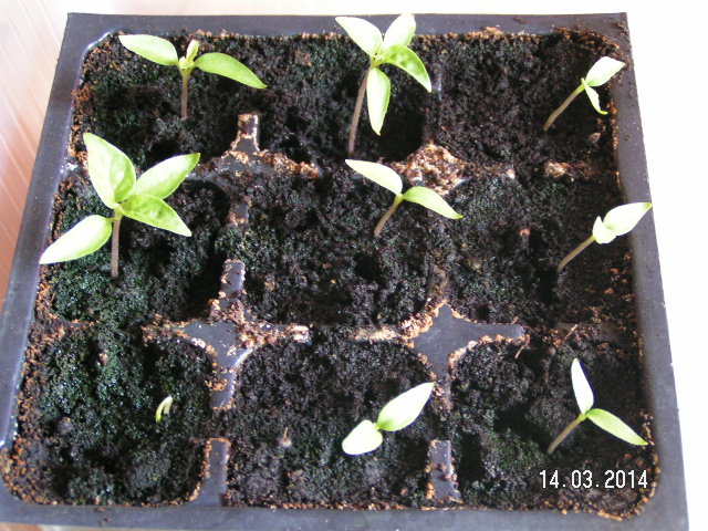 Meine Chilies 2014.JPG