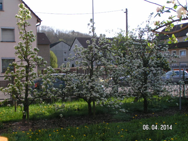 Birnen Vollblüte.JPG