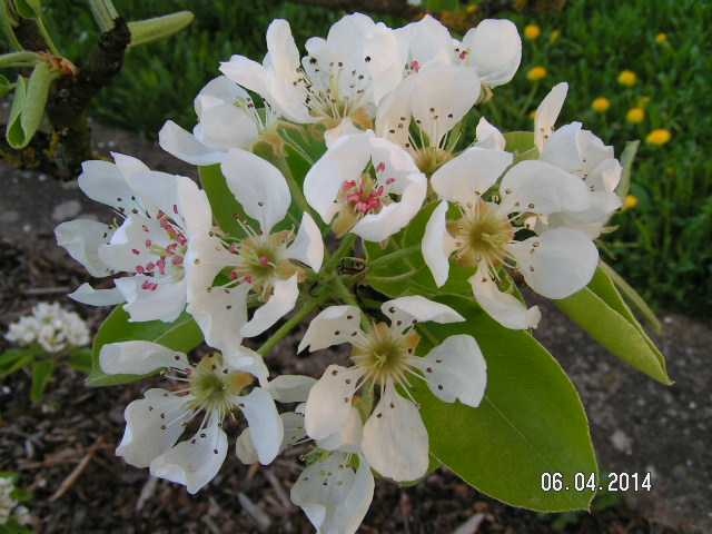 Birnen Vollblüte-001.JPG