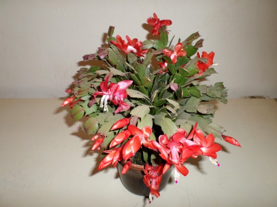 weihnachtskaktus 0504.jpg