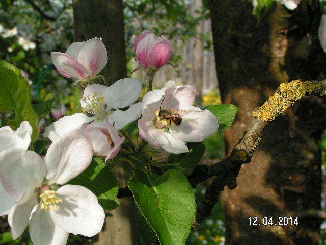 JonaGold Wildbiene.JPG