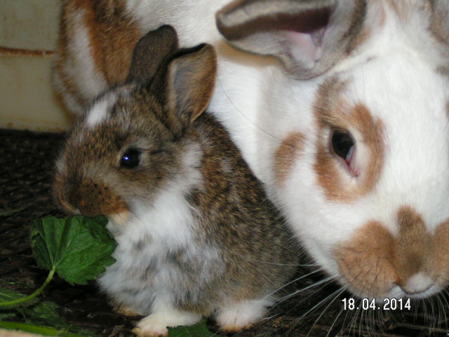 PICT0032.JPG