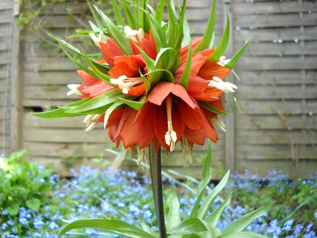 k-Kaiserkrone 002.jpg