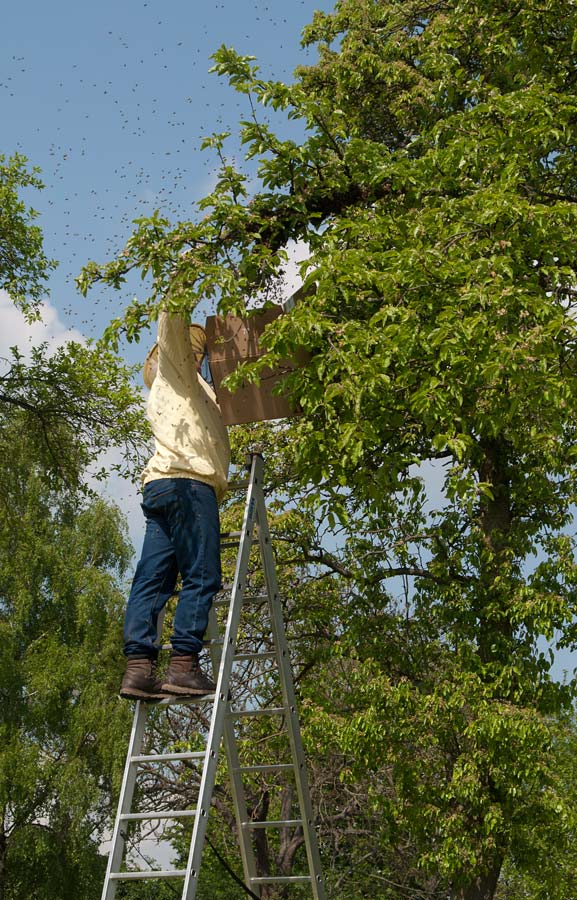 260414überall-Bienen027.jpg