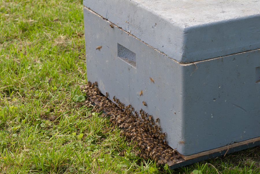 260414überall-Bienen035.jpg