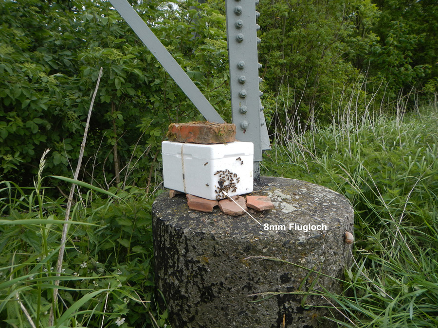 gestern Abend aufgestellt