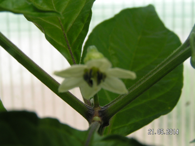 Chili21Mai14-001.JPG