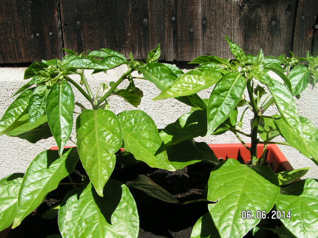 Chili 105 Tage-001.JPG