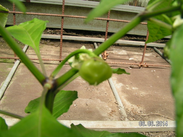 Chili 105 Tage-002.JPG