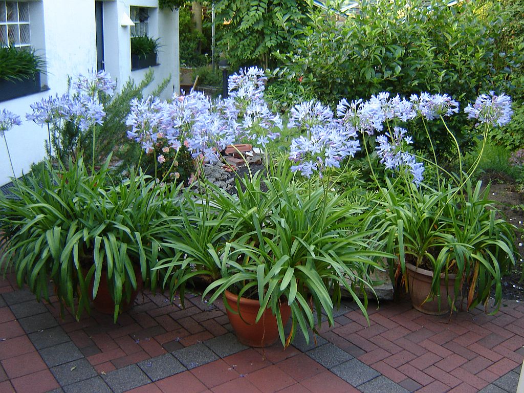Agapanthus02.jpg