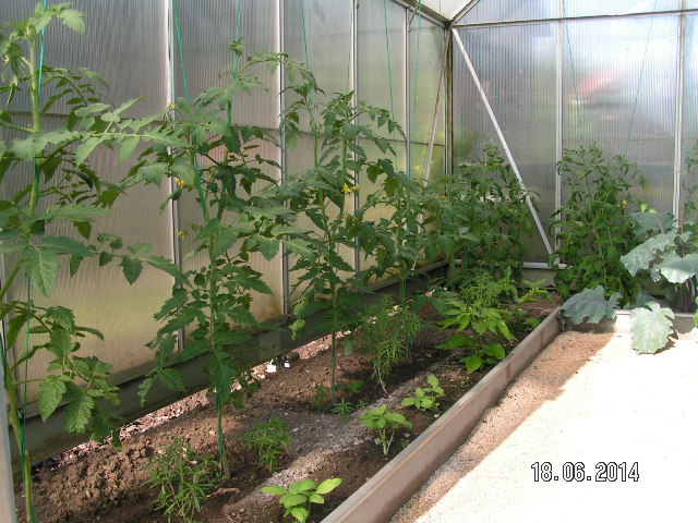 Gewächshaus Juni2014.JPG