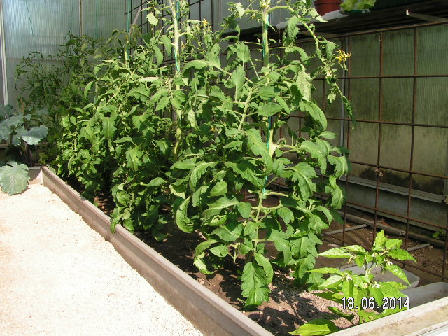 Gewächshaus Juni2014-001.JPG