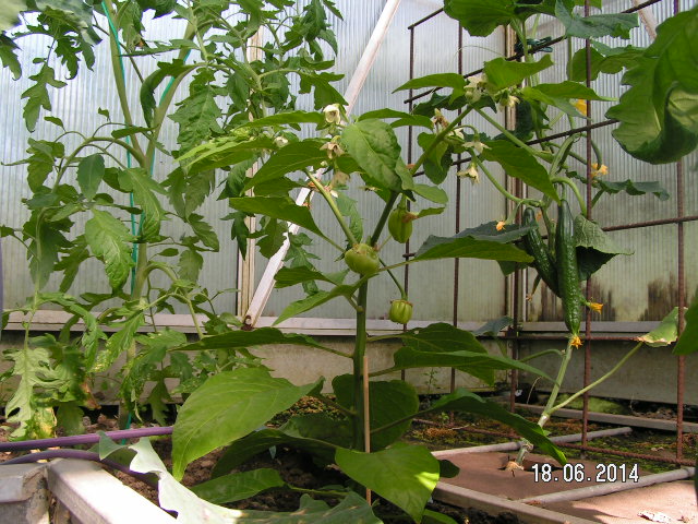 Gewächshaus Juni2014-002.JPG