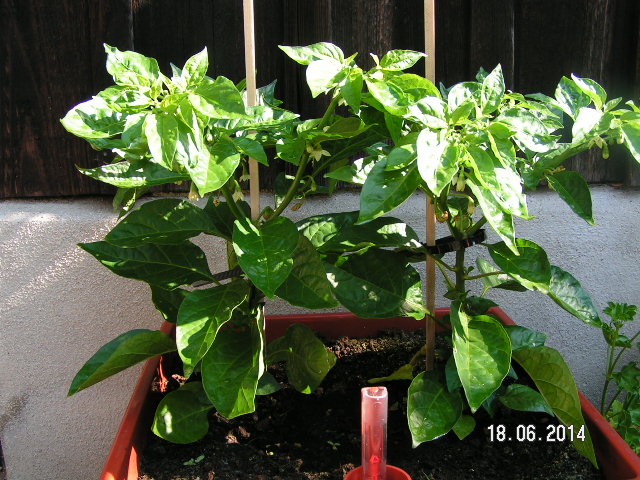 Habanero Kübel Juni2014.JPG