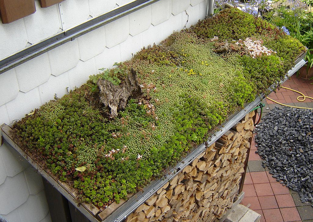 Dachbegrünung auf Holzlager.jpg