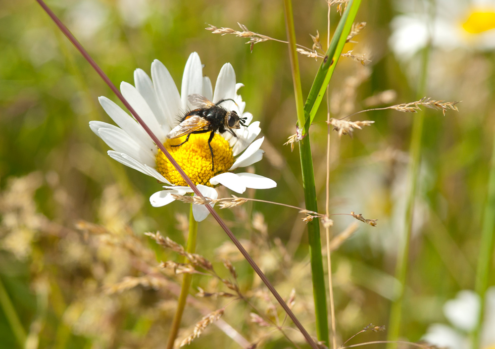 Igelfliege im Revier