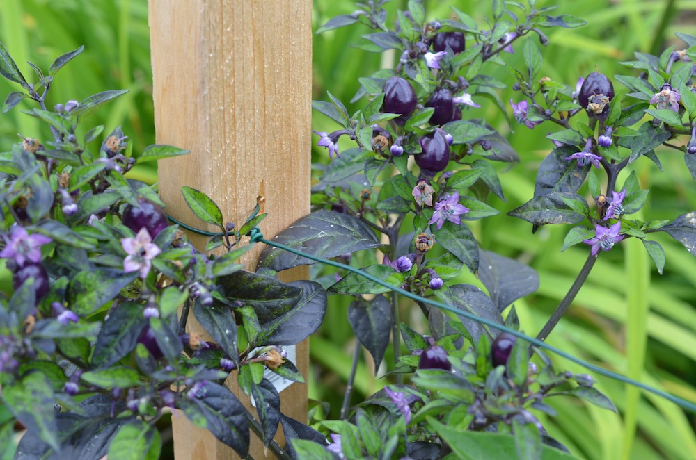 Peperoni Purple Ball (Capsicum annuum) Schärfegrad 3 bis 50.000 Scoville