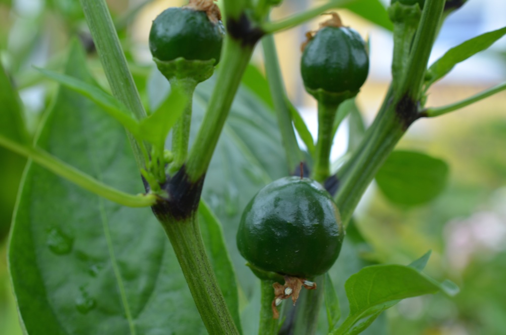 Peperoni "Fire Ball" (Capsicum annuum) Schärfegrad 3 bis 50.000 Scoville