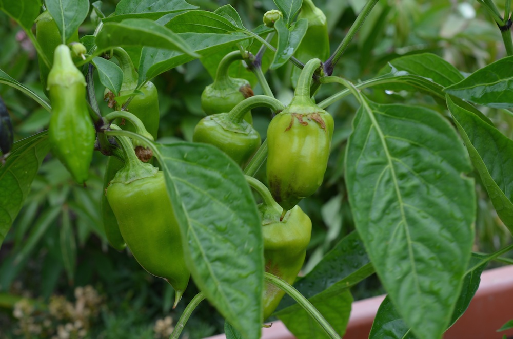 Chili "Trinidad Red Scorpion" (Capsicum chinense) Schärfegrad 5+ bis 1,5 Mio. Scoville. Hölle!! Extremchili für Chilisalz.  Damit will ich dem Teufel das Fürchten beibringen.