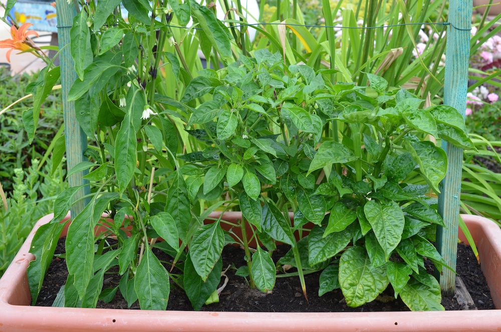 Bei den milden Chilis und Peperonis ist es noch ruhig. Es blüht und knospt kräftig, aber es ist noch nichts zu sehen.