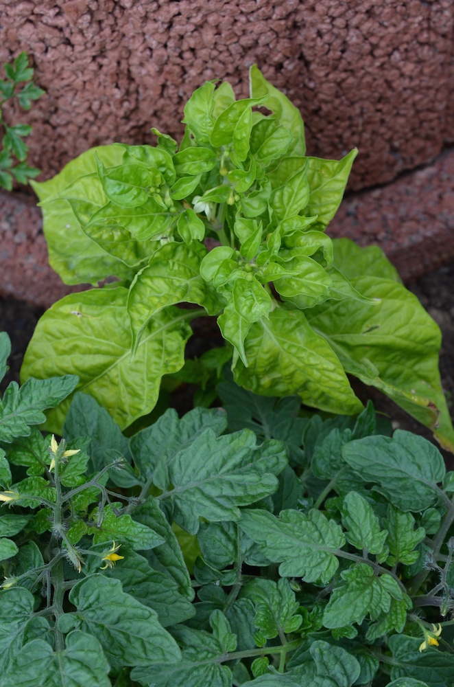 Das ist eine Peperoni "Scotch Bonnet", gelb. Schärfegrad 5 - bis 500.000 Scoville. Noch ziemlich klein, versteckt sich hinter der spanischen Zwergtomate. Zuviel "Wettbewerb"?