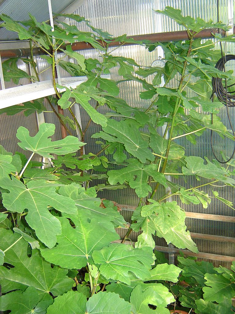 Feigenpflanzen aus Spanien 07.jpg