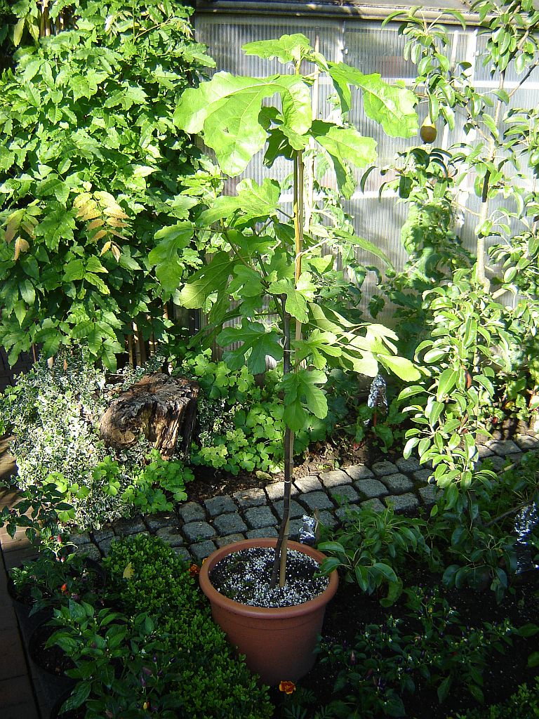 Feigenpflanzen aus Spanien 09.jpg