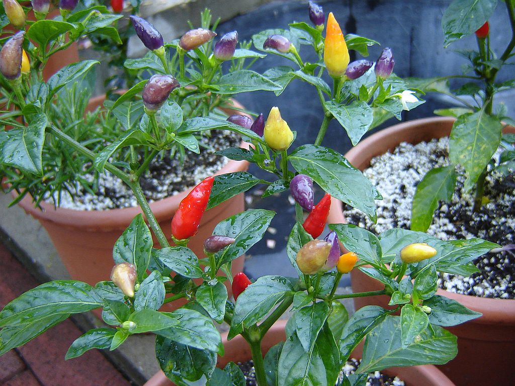 Numex Twilight 02.jpg