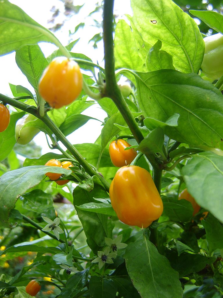 Habanero_2014_02.jpg