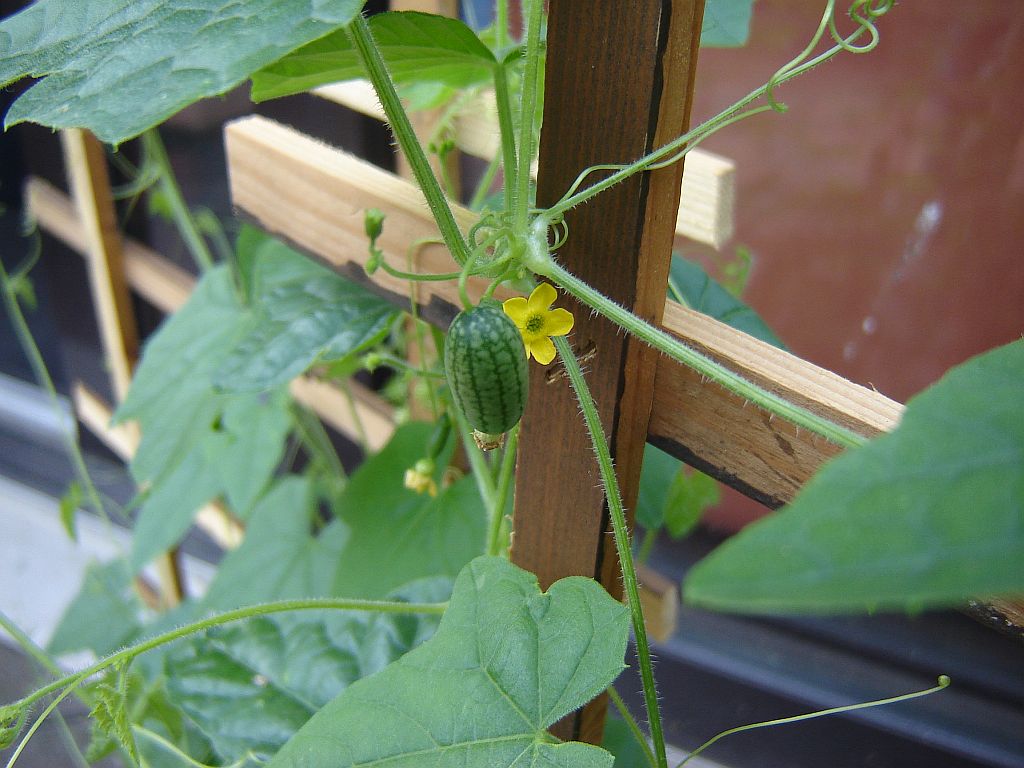 Mexikanische Minigurke.jpg