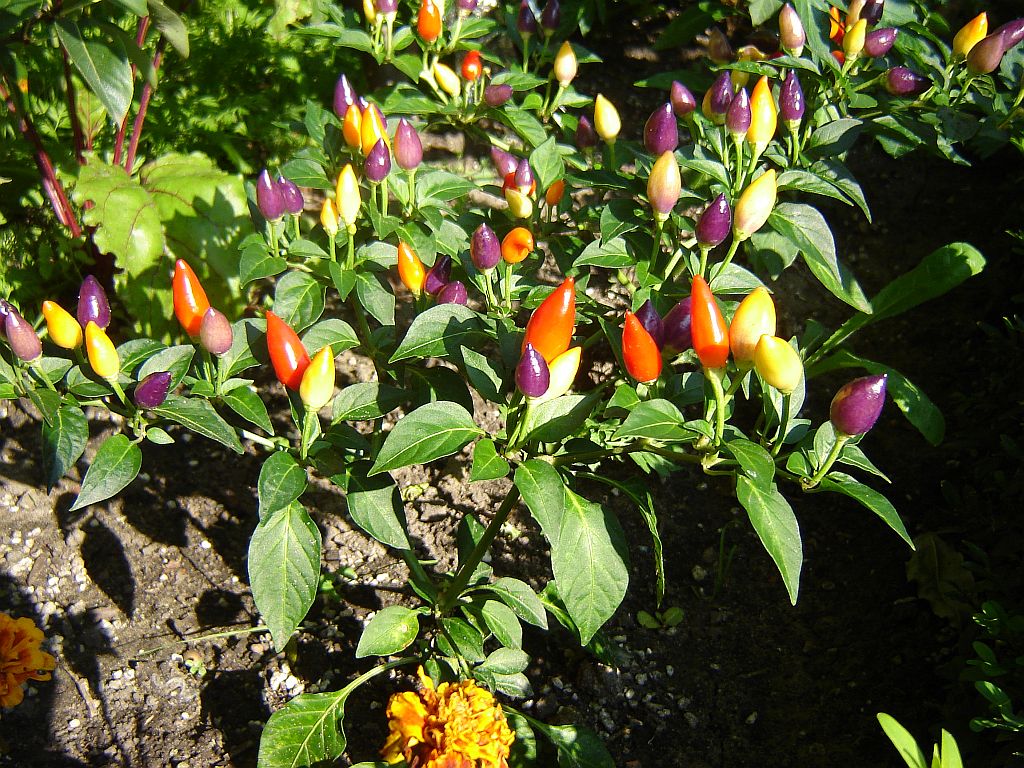 Numex Twilight 03.jpg