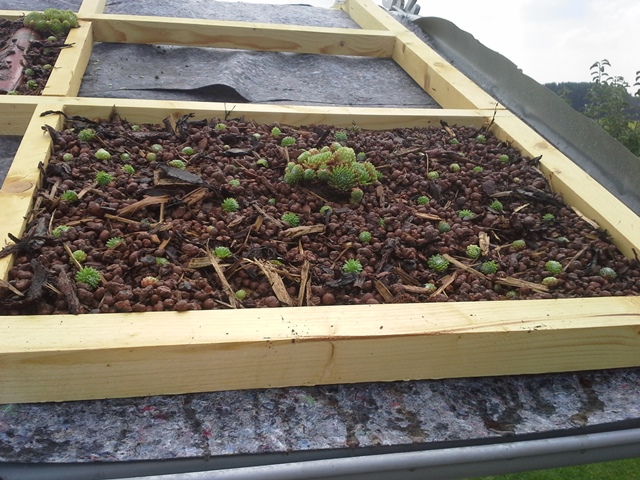 Feld Sempervivum.jpg