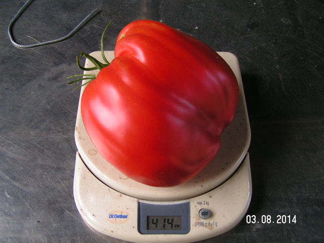 Gabi-Tomate.JPG