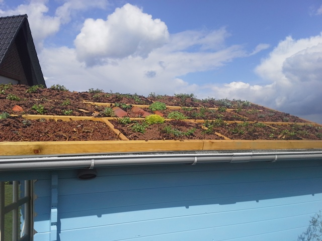 Dachbegrünung hinten.jpg