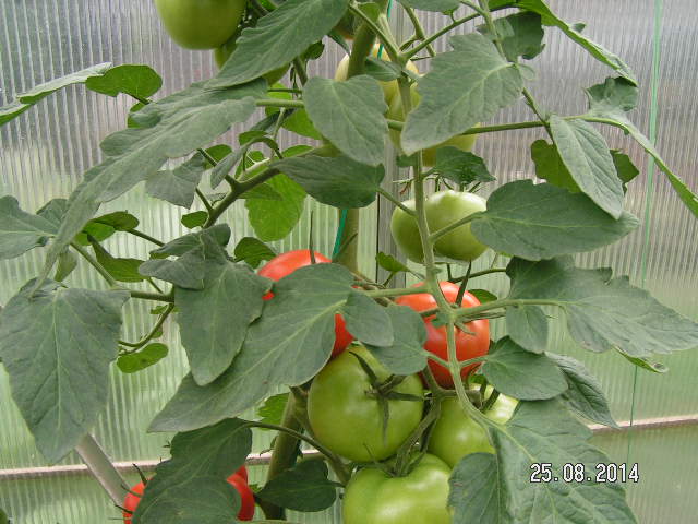 PICT0048.JPG