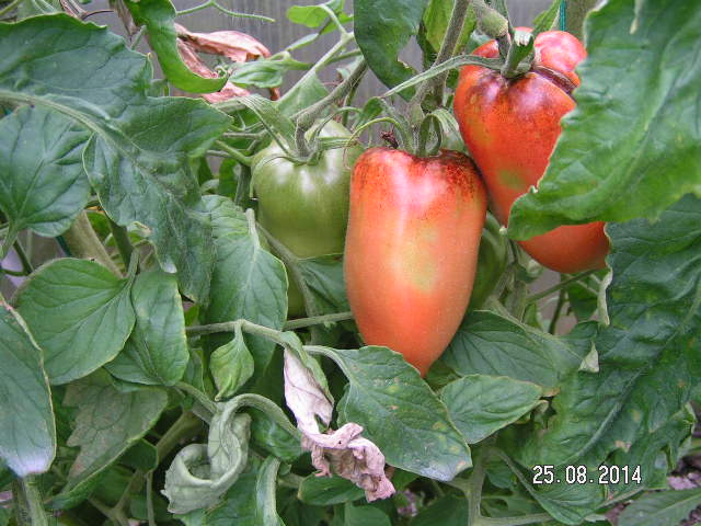 PICT0049.JPG