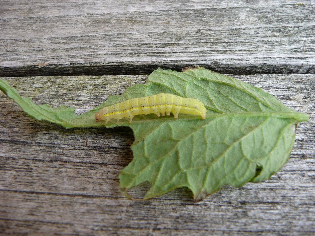 20140830_01.JPG