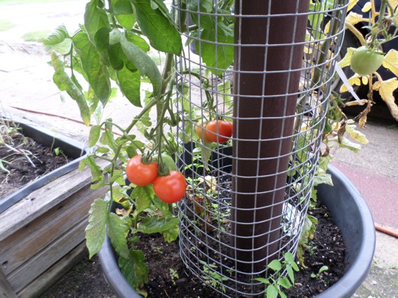 tomate.jpg