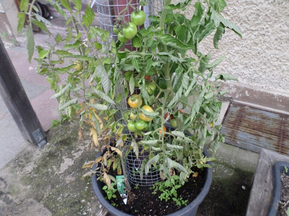 tomate1.jpg