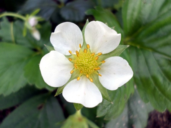 erdbeerblüte.jpg