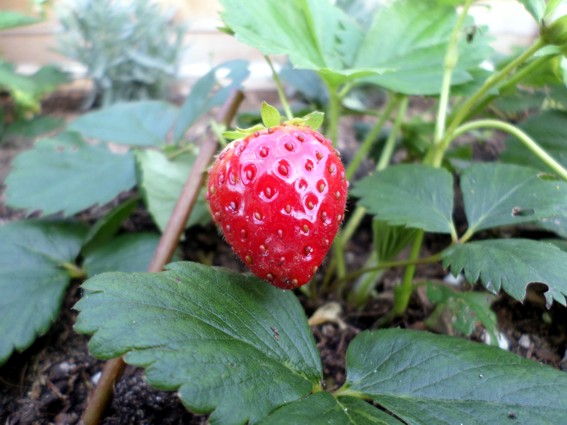 erdbeere1.jpg