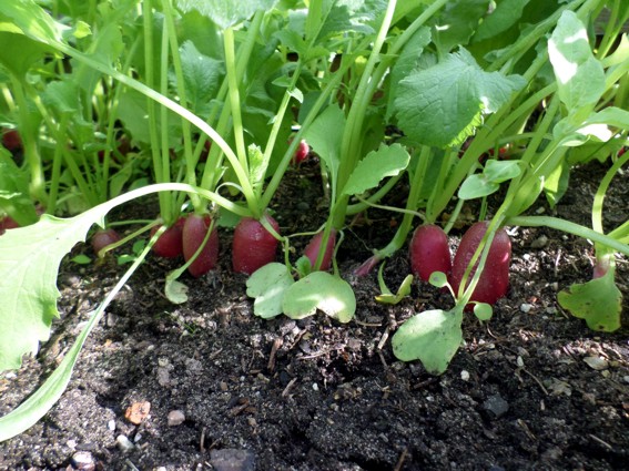 radieschen.jpg