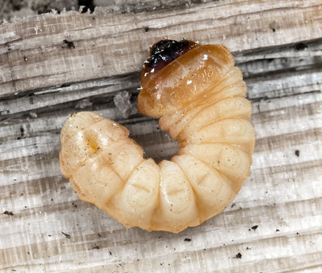 holzwurm-anobium-punctatum.jpg