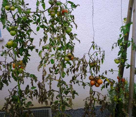 Tomaten 2014_2.jpg