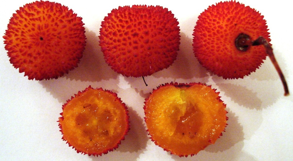 Arbutus_unedo_-_Fruits.jpg