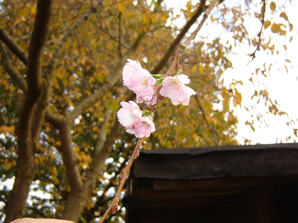 Kirschblüte im November.jpg